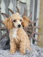 Sandy, a female Poodle - Toy  for sale in Silver Lake, IN – 2 of 6