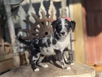 sally, a female Australian Cattle Dog and Poodle - Miniature  for sale in Silver Lake, IN – 4 of 5
