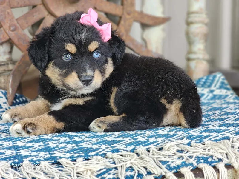 Dolly – Miniature Australian Shepherd puppy for sale in Silver Lake, IN