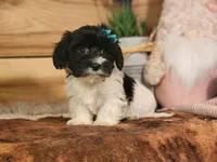 Lucy, a female Yorkshire Terrier and Miniature Dachshund for sale in Silver Lake, IN – Photo 4 of 6