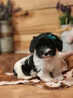 Lucy, a female Yorkshire Terrier and Miniature Dachshund for sale in Silver Lake, IN – Photo 5 of 6