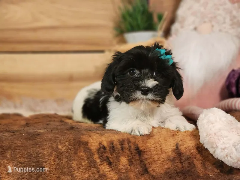 Lucy – Yorkshire Terrier, Miniature Dachshund puppy for sale in Silver Lake, IN