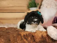 Lucy, a female Yorkshire Terrier and Miniature Dachshund for sale in Silver Lake, IN – Photo 1 of 6