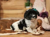 Lucy, a female Yorkshire Terrier and Miniature Dachshund for sale in Silver Lake, IN – Photo 6 of 6