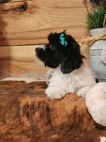 Lucy, a female Yorkshire Terrier and Miniature Dachshund for sale in Silver Lake, IN – Photo 2 of 6