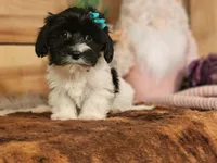 Lucy, a female Yorkshire Terrier and Miniature Dachshund for sale in Silver Lake, IN – Photo 3 of 6