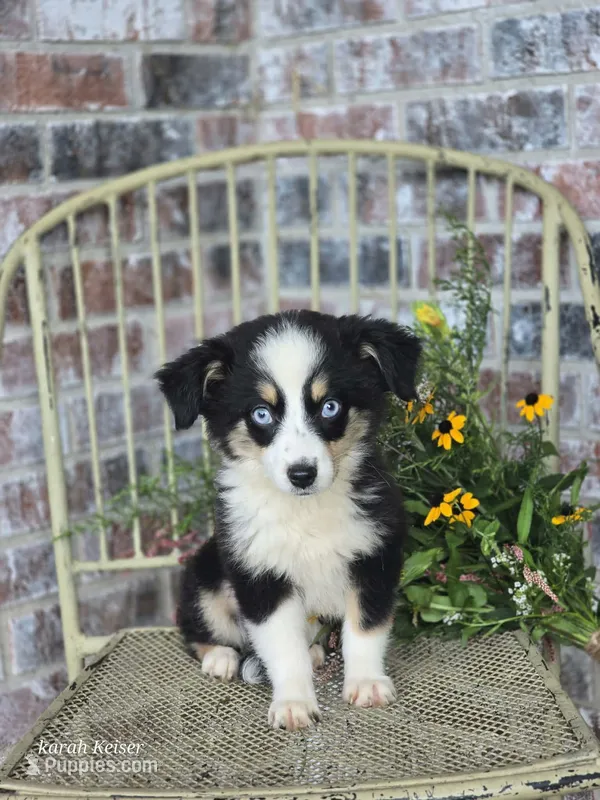 Dale – Miniature Australian Shepherd puppy for sale in Silver Lake, IN