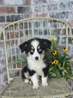 Dale, a male Miniature Australian Shepherd for sale in Silver Lake, IN – 1 of 4