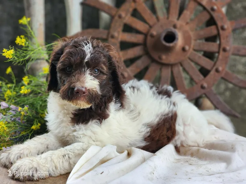 Barnie – Miniature Bernedoodle puppy for sale in Silver Lake, IN