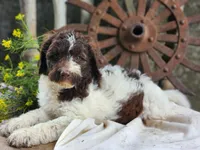 Barnie, a male Miniature Bernedoodle for sale in Silver Lake, IN – 1 of 5