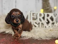 Sally Brown, a female Miniature Dachshund for sale in Silver Lake, IN – Photo 1 of 7