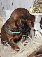 Sally Brown, a female Miniature Dachshund for sale in Silver Lake, IN – Photo 2 of 7