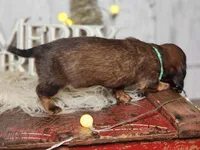 Sally Brown, a female Miniature Dachshund for sale in Silver Lake, IN – Photo 4 of 7
