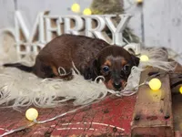 Sally Brown, a female Miniature Dachshund for sale in Silver Lake, IN – Photo 3 of 7