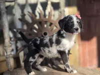 sally, a female Australian Cattle Dog and Poodle - Miniature  for sale in Silver Lake, IN – 2 of 5