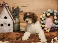 Maurice, a male Miniature Bernedoodle for sale in Silver Lake, IN – Photo 5 of 5
