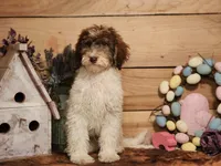 Maurice, a male Miniature Bernedoodle for sale in Silver Lake, IN – Photo 2 of 5