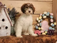 Maurice, a male Miniature Bernedoodle for sale in Silver Lake, IN – Photo 3 of 5