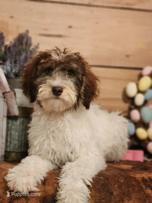 Maurice – Miniature Bernedoodle puppy for sale in Silver Lake, IN