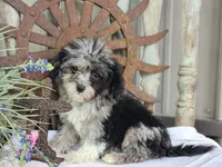 Toffy, a female French Bulldog and Poodle - Toy  for sale in Silver Lake, IN – 2 of 10