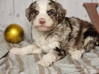 Gaston, a male Miniature Bernedoodle for sale in Silver Lake, IN – Photo 6 of 6