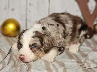 Gaston, a male Miniature Bernedoodle for sale in Silver Lake, IN – Photo 4 of 6