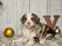 Gaston, a male Miniature Bernedoodle for sale in Silver Lake, IN – Photo 2 of 6