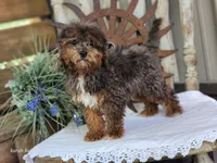 Forrest Frank, a male Poodle - Toy  and Miniature Goldendoodle for sale in Silver Lake, IN – 5 of 10