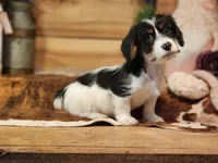 Lucky, a male Yorkshire Terrier and Miniature Dachshund for sale in Silver Lake, IN – Photo 2 of 4