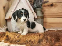 Lucky, a male Yorkshire Terrier and Miniature Dachshund for sale in Silver Lake, IN – Photo 3 of 4