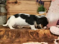 Lucky, a male Yorkshire Terrier and Miniature Dachshund for sale in Silver Lake, IN – Photo 4 of 4