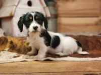 Lucky, a male Yorkshire Terrier and Miniature Dachshund for sale in Silver Lake, IN – Photo 1 of 4