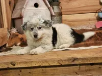 Denim, a female Australian Cattle Dog and Miniature Australian Shepherd for sale in Silver Lake, IN – Photo 2 of 7