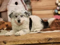 Denim, a female Australian Cattle Dog and Miniature Australian Shepherd for sale in Silver Lake, IN – Photo 1 of 7