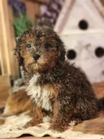 Forrest Frank, a male Poodle - Toy  and Miniature Goldendoodle for sale in Silver Lake, IN – 6 of 7