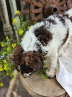 Barnie, a male Miniature Bernedoodle for sale in Silver Lake, IN – 3 of 5