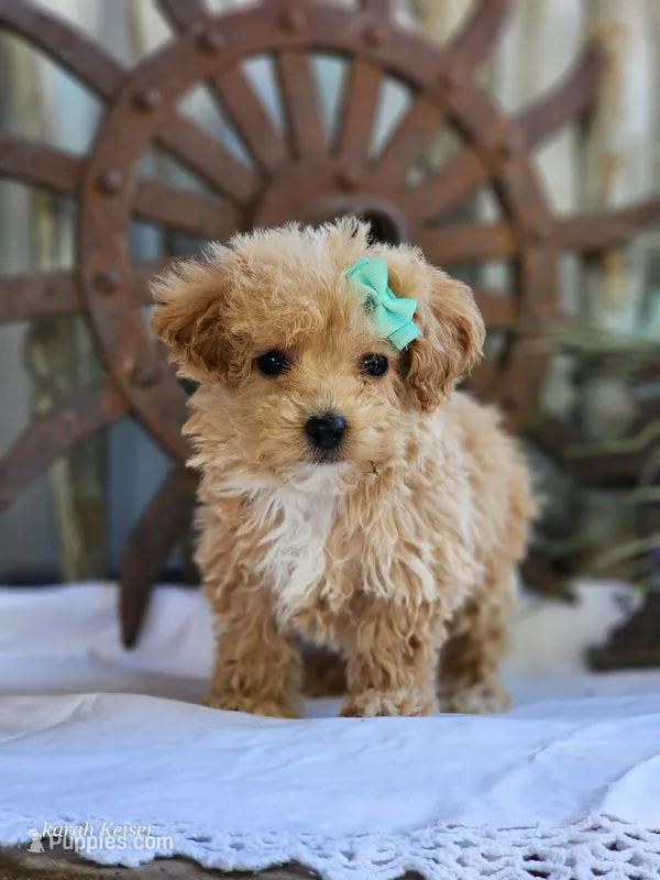 Sandy – Poodle - Toy  puppy for sale in Silver Lake, IN