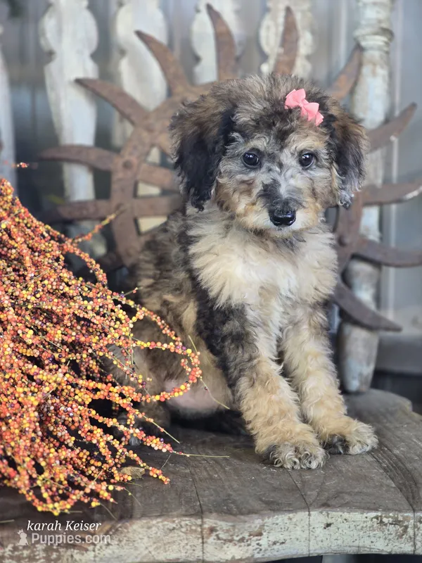 Bernie – Miniature Bernedoodle puppy for sale in Silver Lake, IN