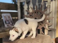 Silas, a male Australian Cattle Dog and Poodle - Miniature  for sale in Silver Lake, IN – 5 of 6