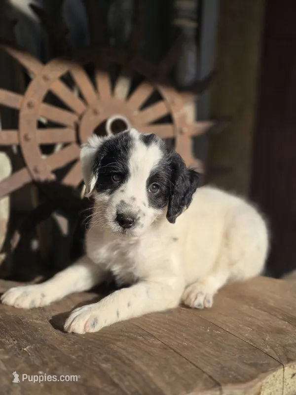 sammy – Australian Cattle Dog, Poodle - Miniature  puppy for sale in Silver Lake, IN