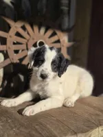 sammy, a male Australian Cattle Dog and Poodle - Miniature  for sale in Silver Lake, IN – 1 of 6