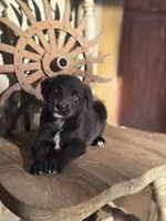 Sawyer, a male Australian Cattle Dog and Poodle - Miniature  for sale in Silver Lake, IN – 6 of 6