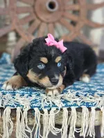 Dolly, a female Miniature Australian Shepherd for sale in Silver Lake, IN – 2 of 7