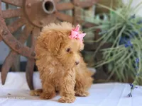 Susie, a female Poodle - Toy  for sale in Silver Lake, IN – 7 of 8