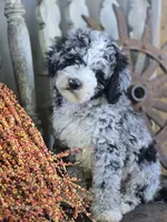 Elliot , a male Miniature Goldendoodle for sale in Silver Lake, IN – 6 of 10