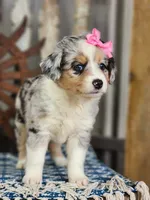 Daisy, a female Miniature Australian Shepherd for sale in Silver Lake, IN – 6 of 10