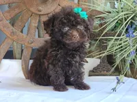 Sugar, a female Poodle - Toy  for sale in Silver Lake, IN – 1 of 4