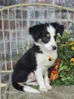 Darling, a female Miniature Australian Shepherd for sale in Silver Lake, IN – 2 of 4