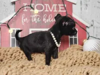 Cookie, a female Chihuahua and Chipoo for sale in Silver Lake, IN – Photo 2 of 5
