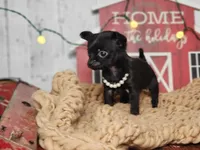 Cookie, a female Chihuahua and Chipoo for sale in Silver Lake, IN – Photo 3 of 5